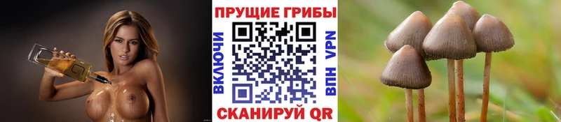 Псилоцибиновые грибы Psilocybe  Константиновск 